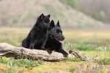 SCHIPPERKE 165